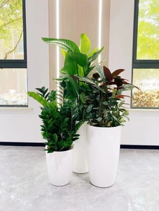 了解余姚花木租赁方案,畅享优质绿植服务